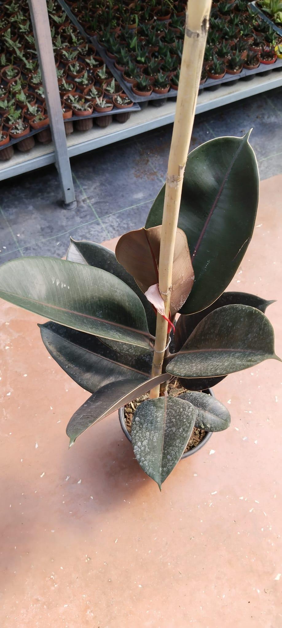 Siyah%20Kauçuk%20(Ficus%20Elastica%20Abidjan-Tek%20Köklü)