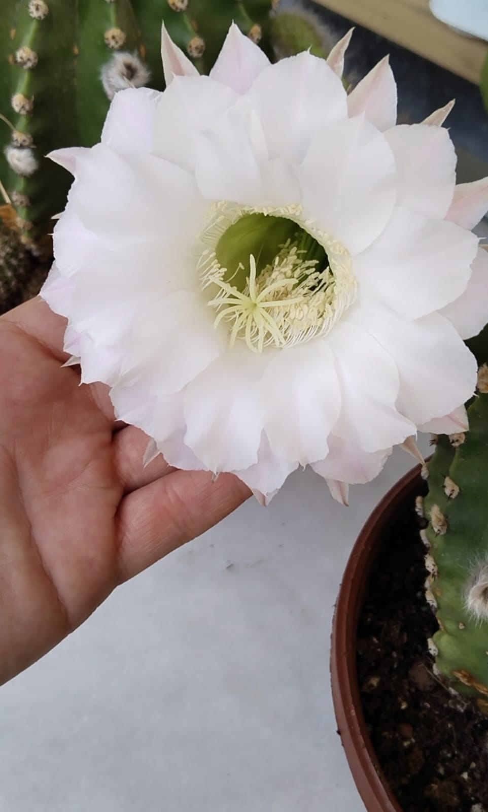 Echinopsis%20Subdenudata%20Kaktüs