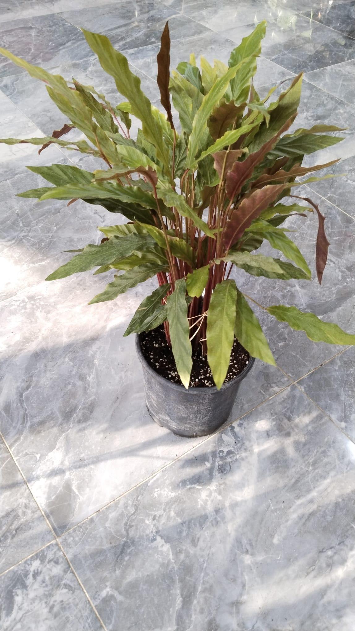 Yeşil%20-%20Mor%20Dua%20Çiçeği%20(Kalatya%20Rufibarba-%20Calathea%20Rufibarba)%2024CM%20SAKSIDA