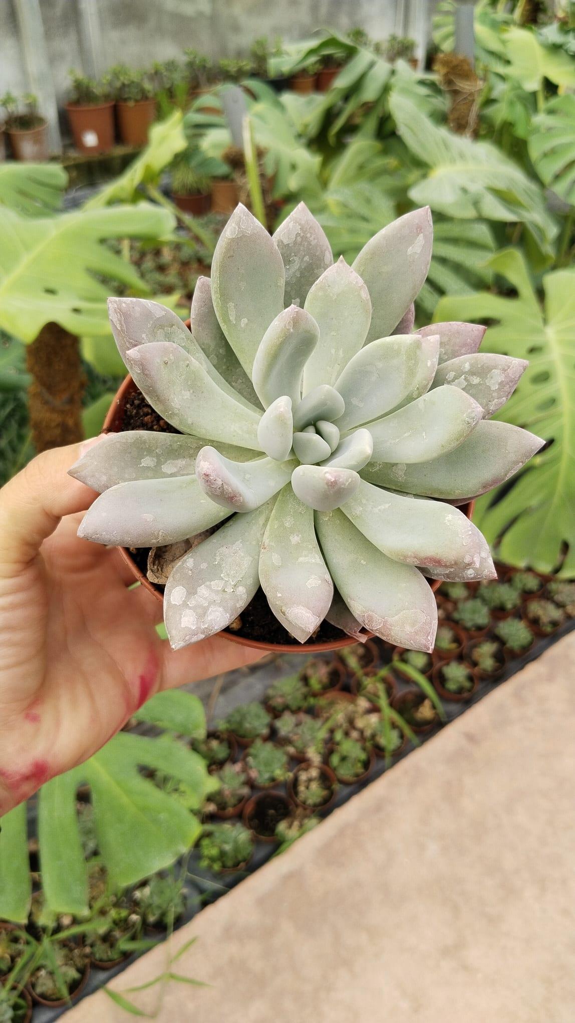 Echeveria%20Lauli%20Pudralı%20Yapraklar%205.5cm%20saksıda