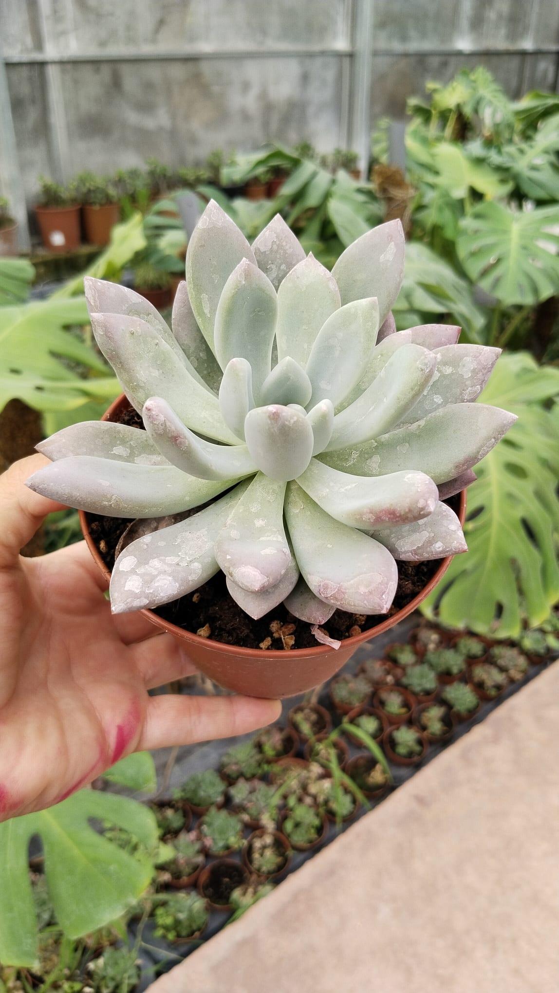 Echeveria%20Lauli%20Pudralı%20Yapraklar%205.5cm%20saksıda