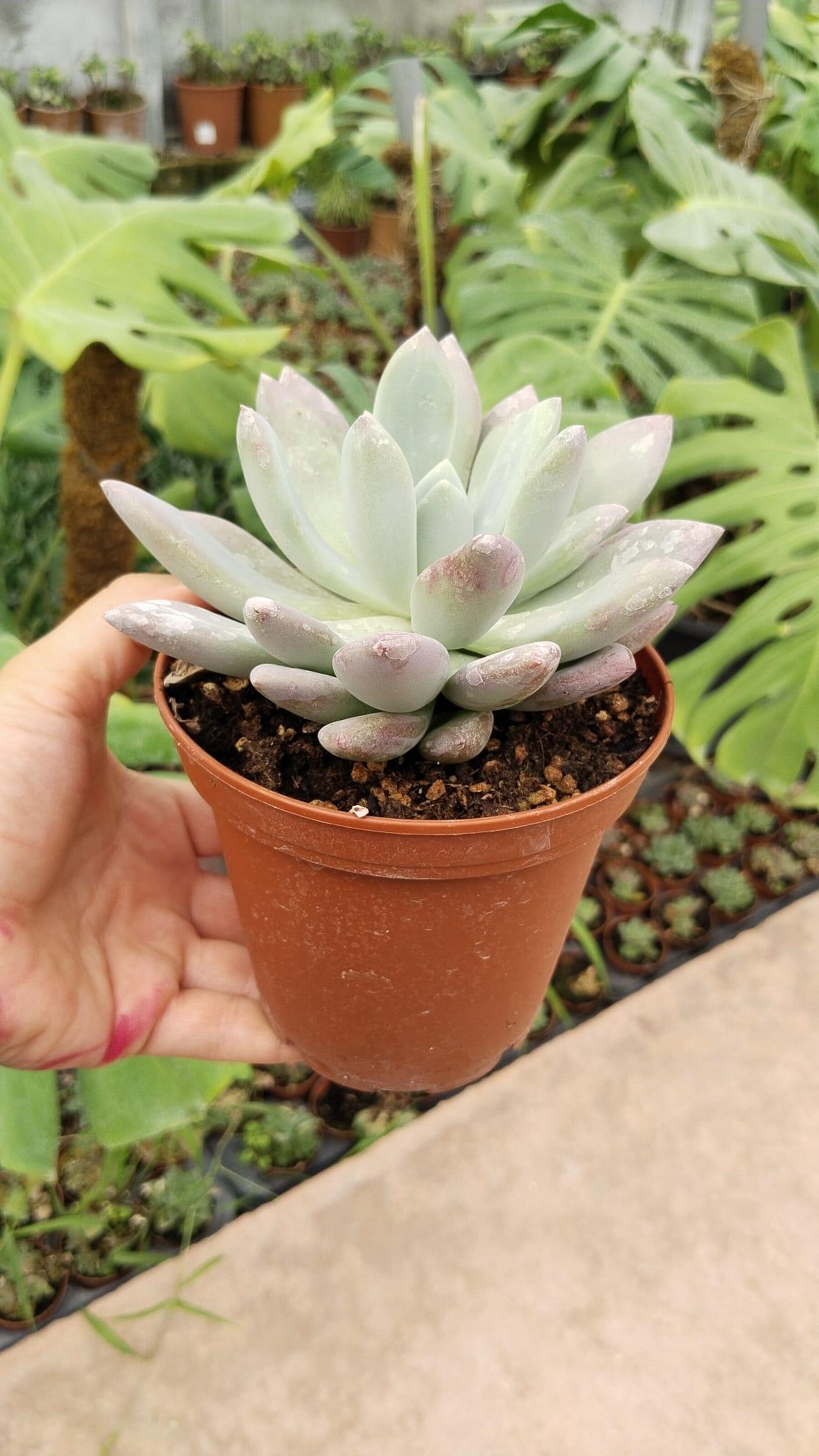 Echeveria%20Lauli%20Pudralı%20Yapraklar%205.5cm%20saksıda