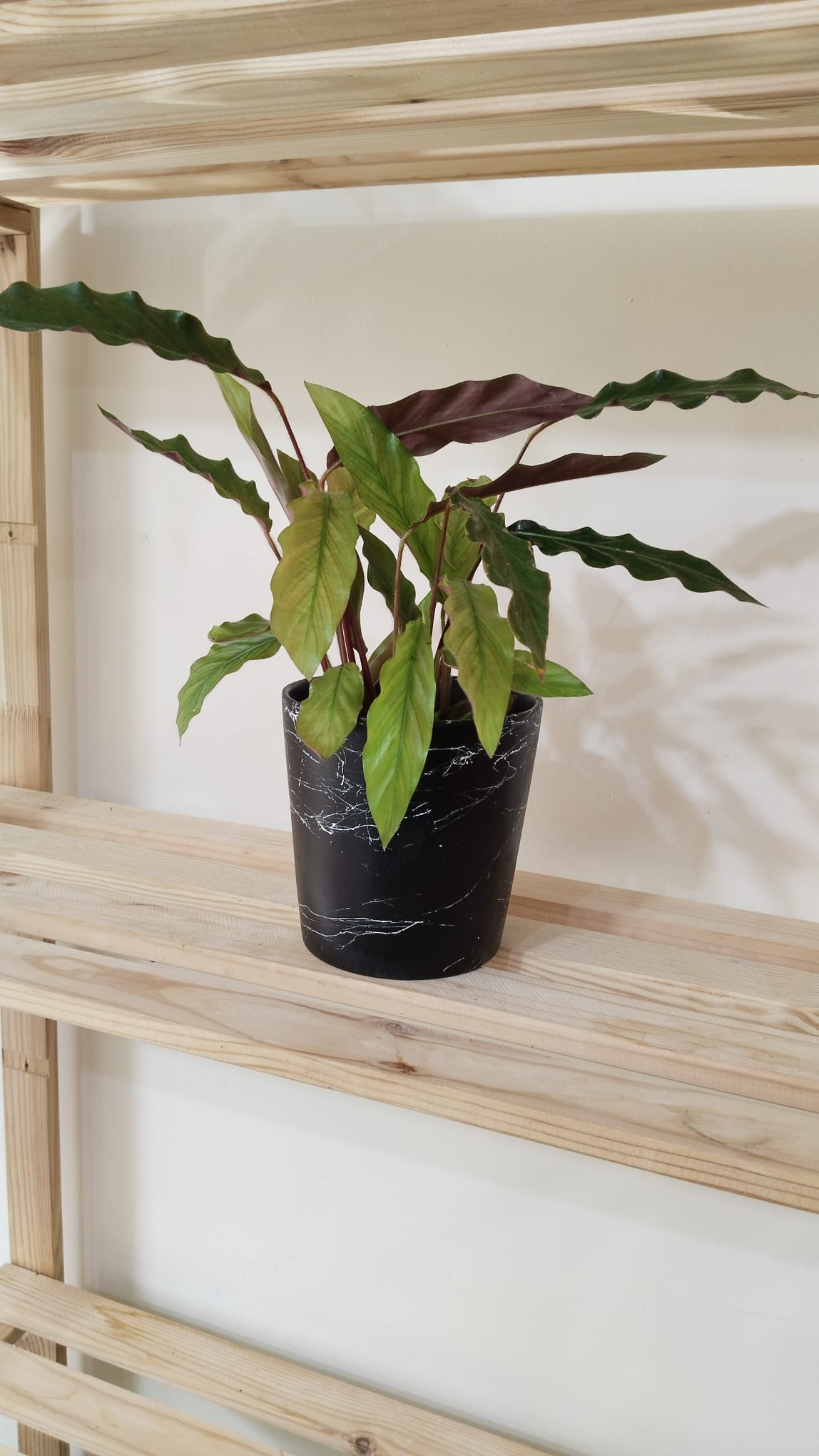 CALATHEA%20RUFİBARBA%20WAVESTAR%20KALATYA%20DUA%20ÇİÇEĞİ