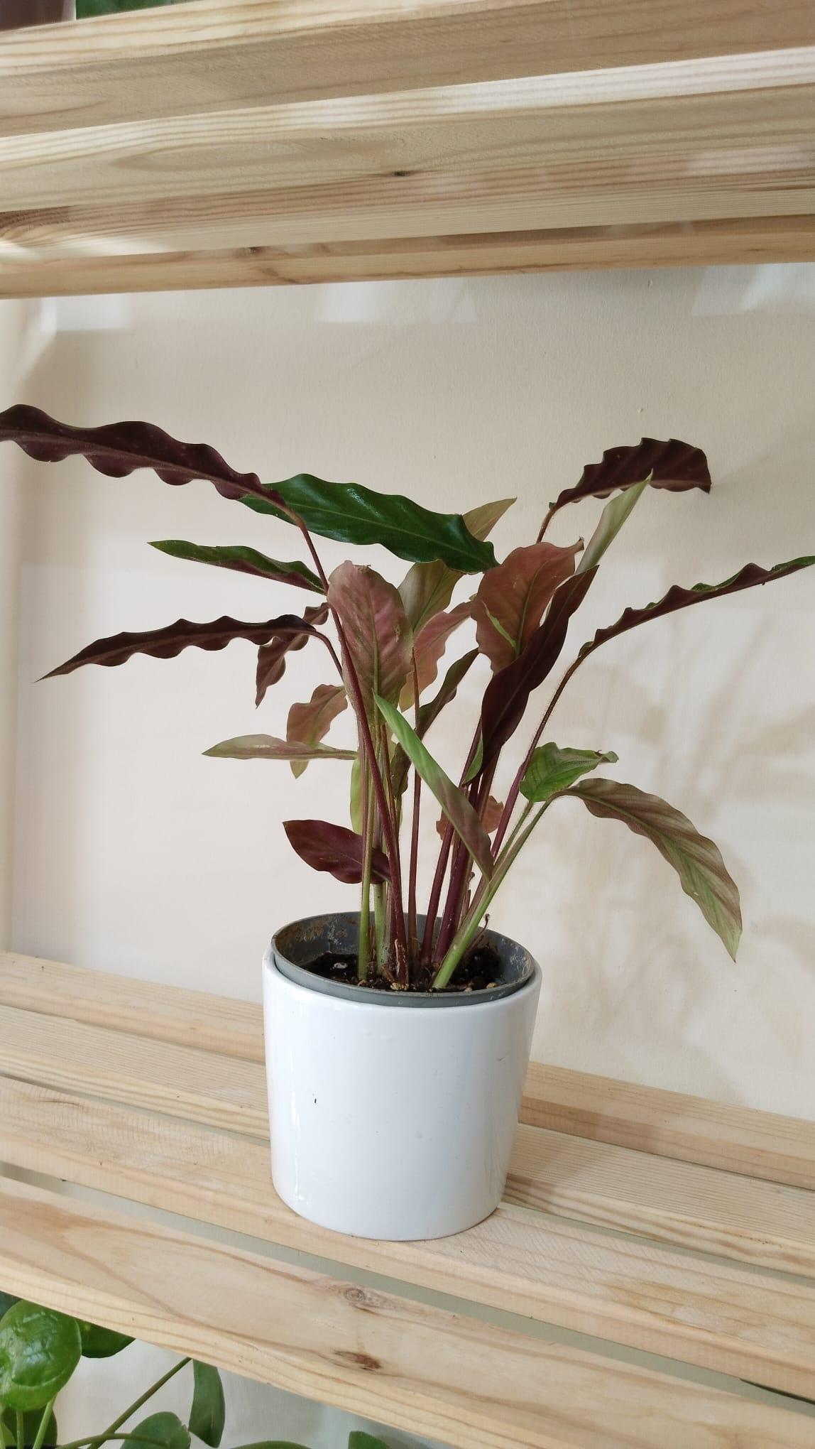 CALATHEA%20RUFİBARBA%20WAVESTAR%20KALATYA%20DUA%20ÇİÇEĞİ