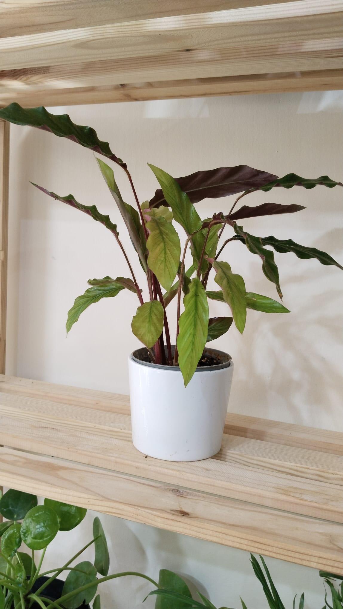 CALATHEA%20RUFİBARBA%20WAVESTAR%20KALATYA%20DUA%20ÇİÇEĞİ