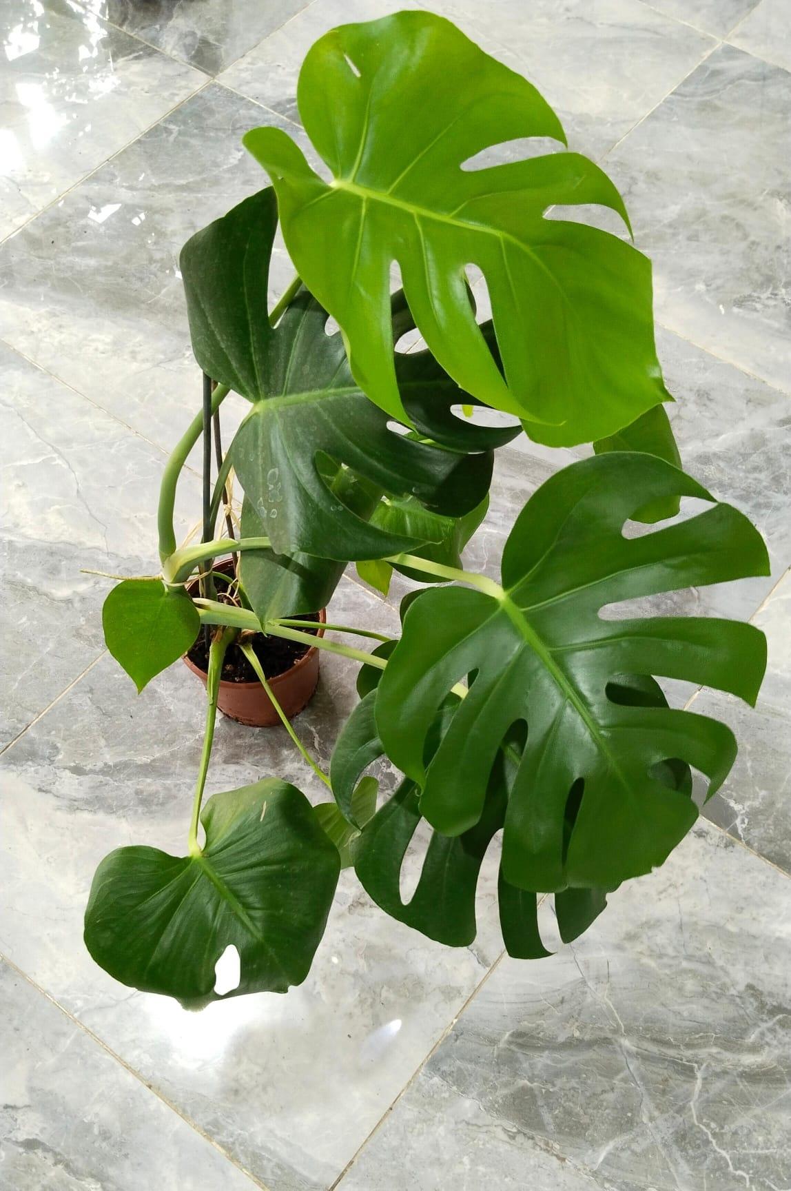 Deve%20Tabanı%20Bitkisi%20-%20Monstera%20Deliciosa-90-110%20Cm%20