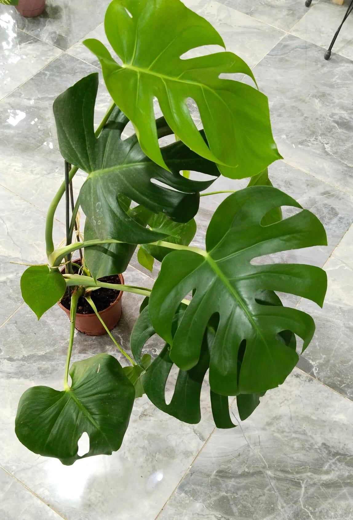 Deve%20Tabanı%20Bitkisi%20-%20Monstera%20Deliciosa-90-110%20Cm%20