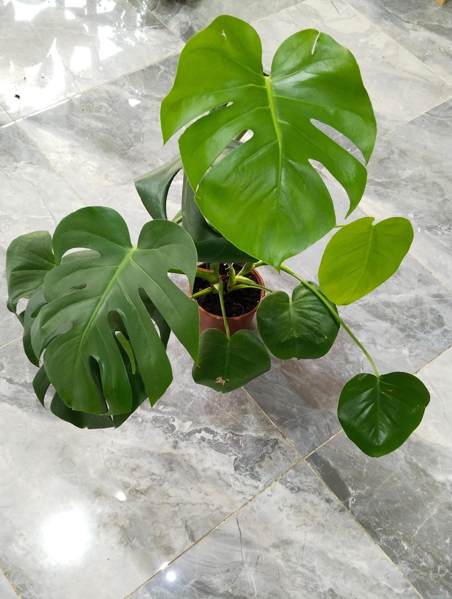 Deve%20Tabanı%20Bitkisi%20-%20Monstera%20Deliciosa-90-110%20Cm%20