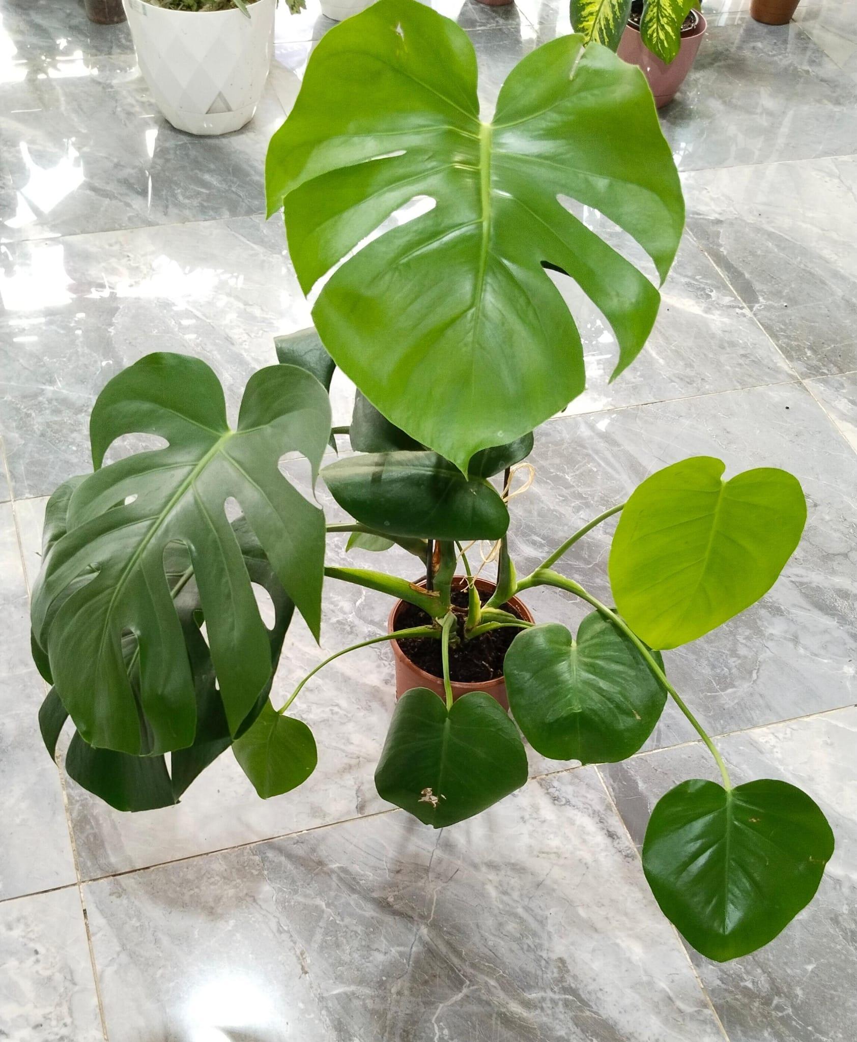 Deve%20Tabanı%20Bitkisi%20-%20Monstera%20Deliciosa-90-110%20Cm%20